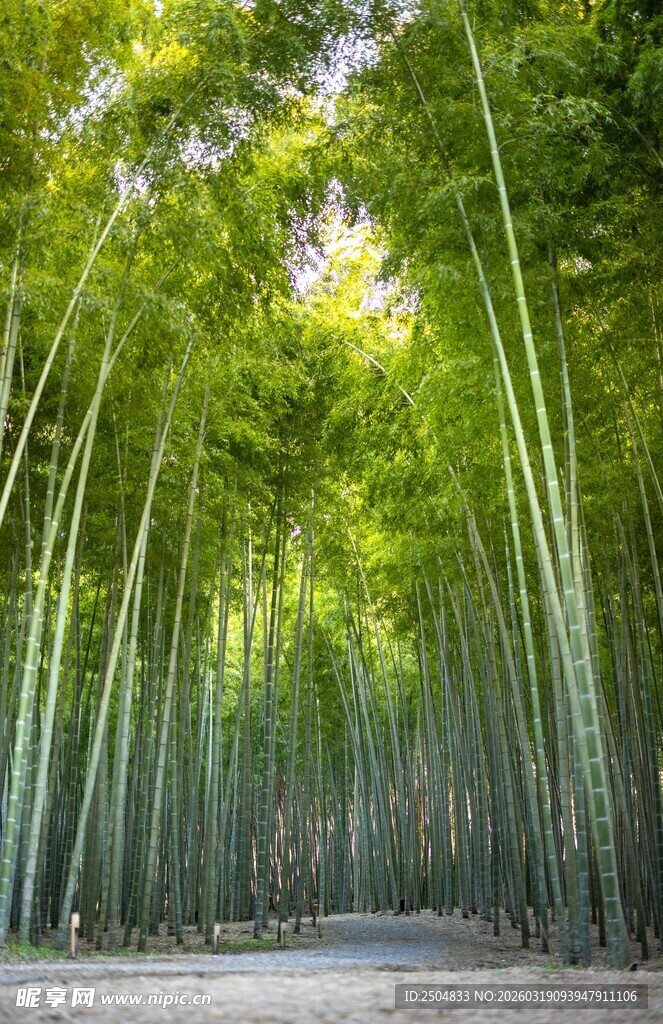 翠绿竹林中的幽静小道