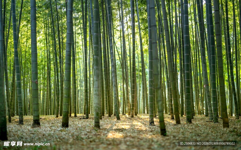 翠绿竹林间的自然美景