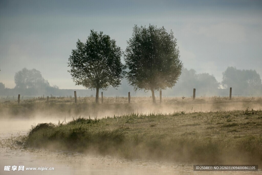 晨雾中的田野树木景象