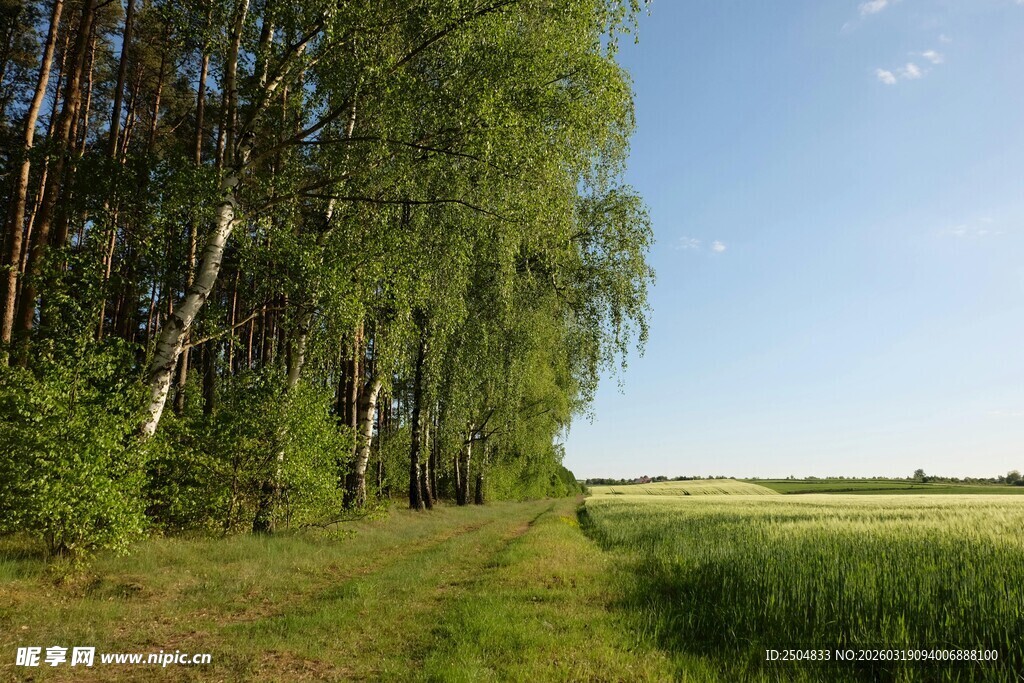 林间草地的清新自然风光