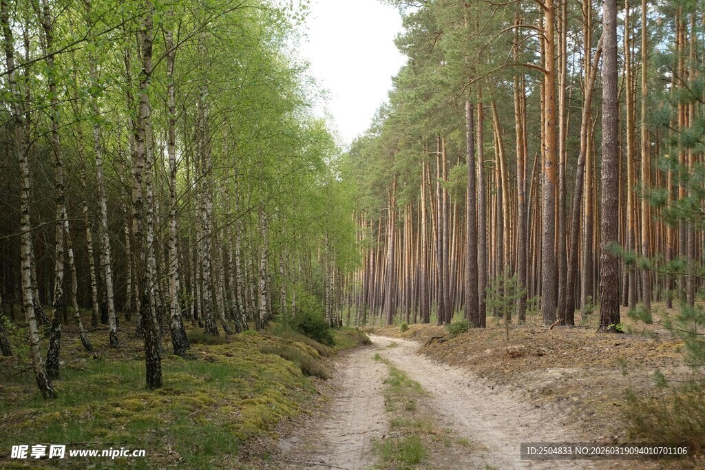 林间土路 春日森林景致