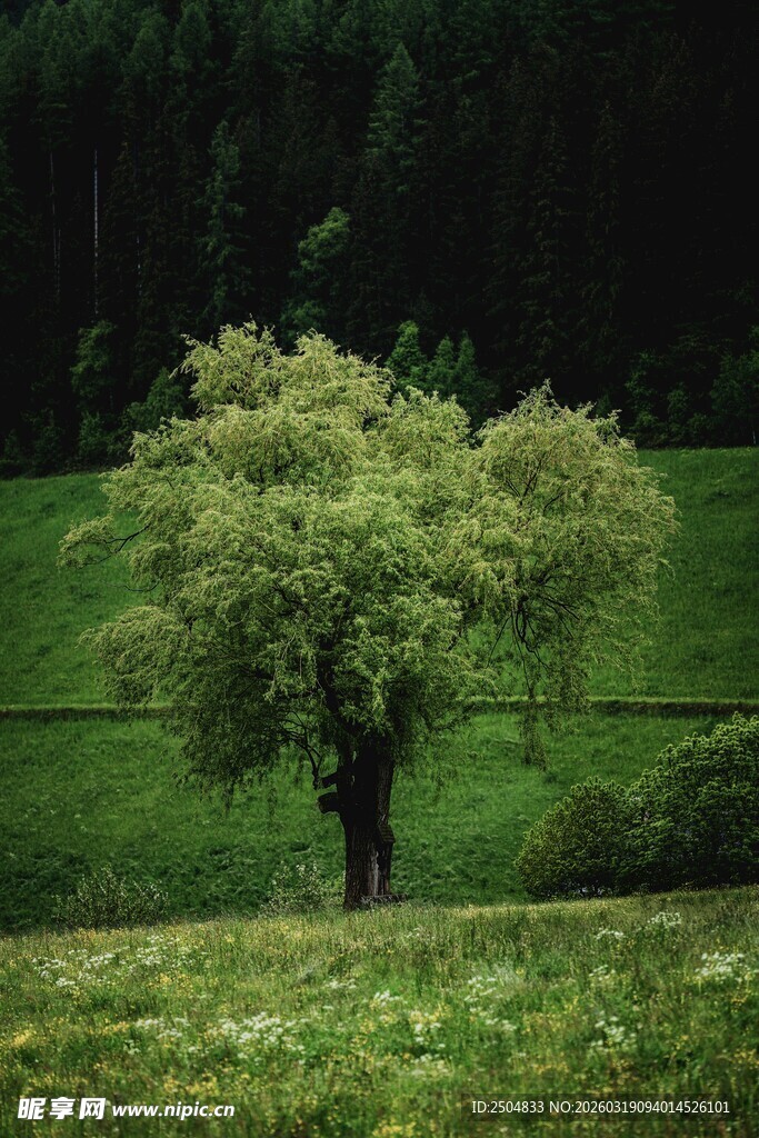 田野中的葱郁孤树