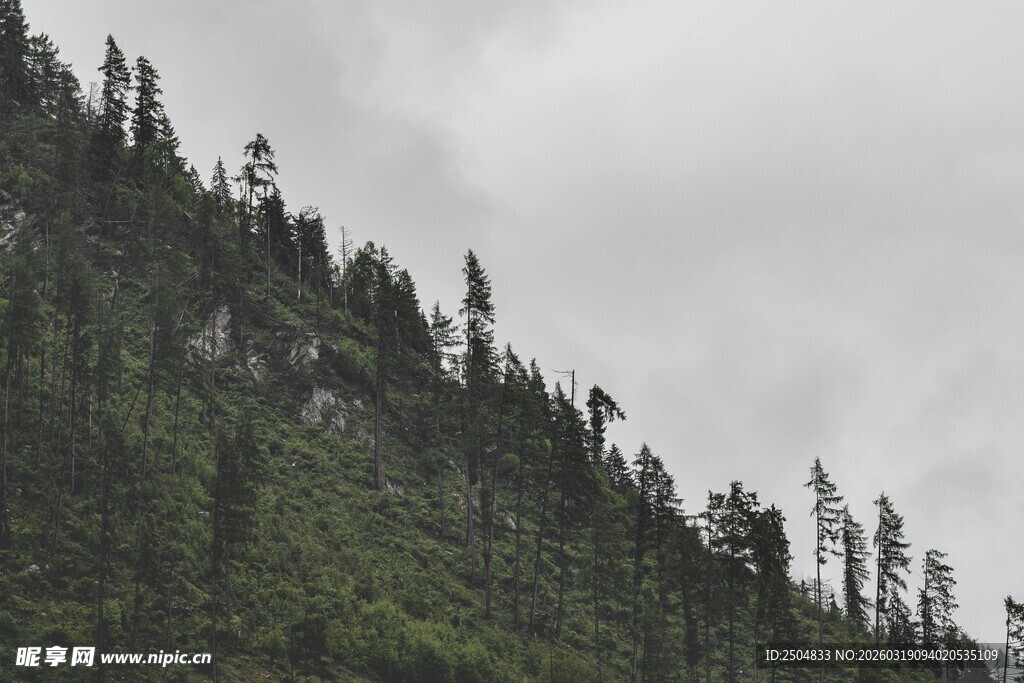 山林云雾间的茂密松树林