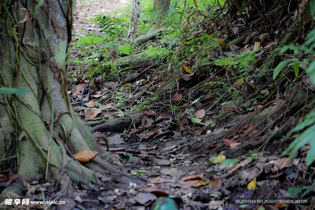 林间幽径 草木点缀的自然景