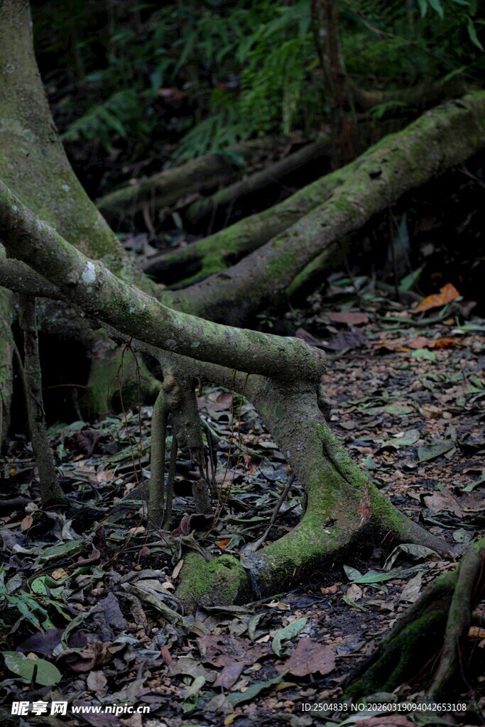 森林中盘根错节的古老树根
