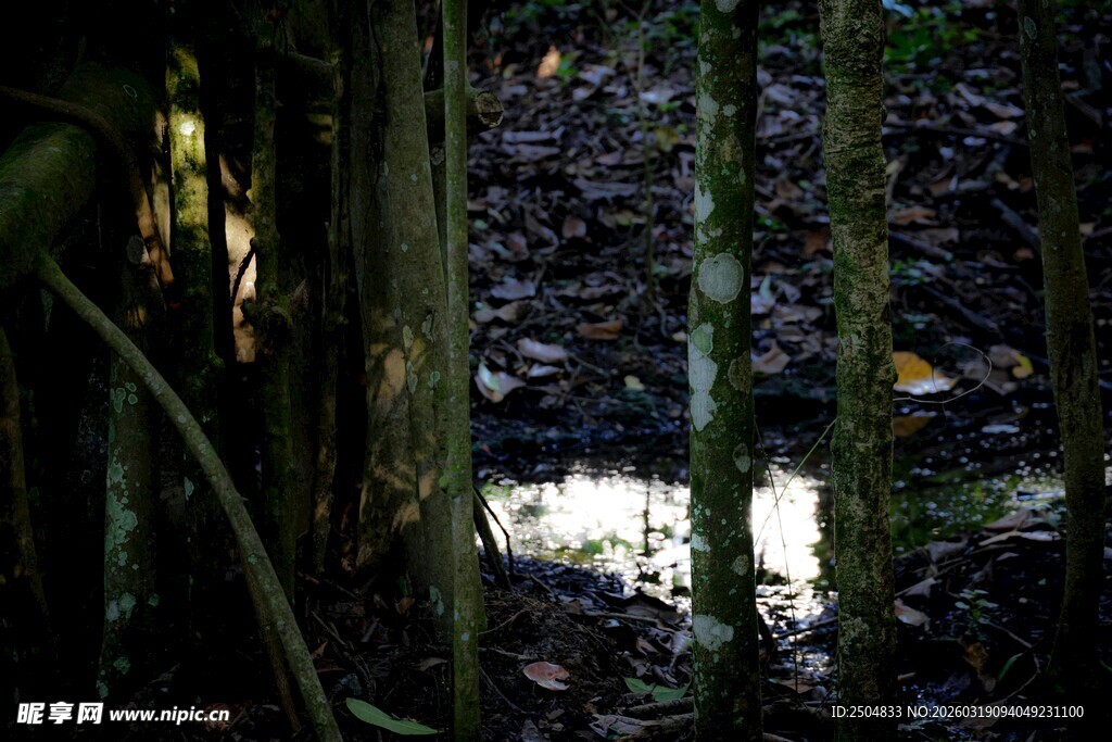 林间光影下的静谧角落