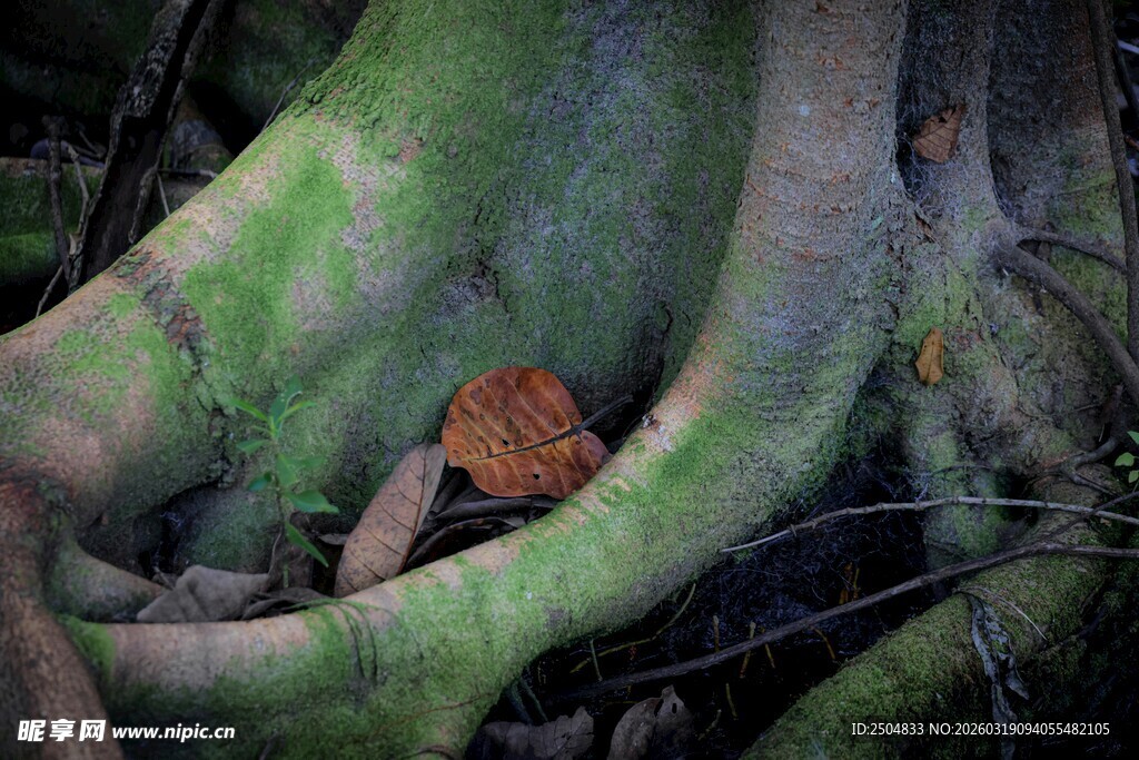 盘根错节的绿色古树根系