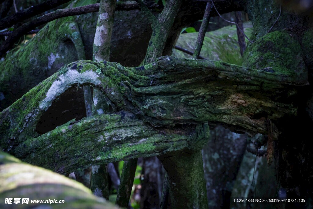 神秘森林中的奇特树根