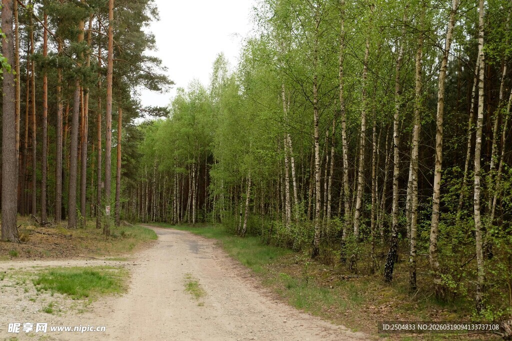 林间土路 绿意盎然的景致