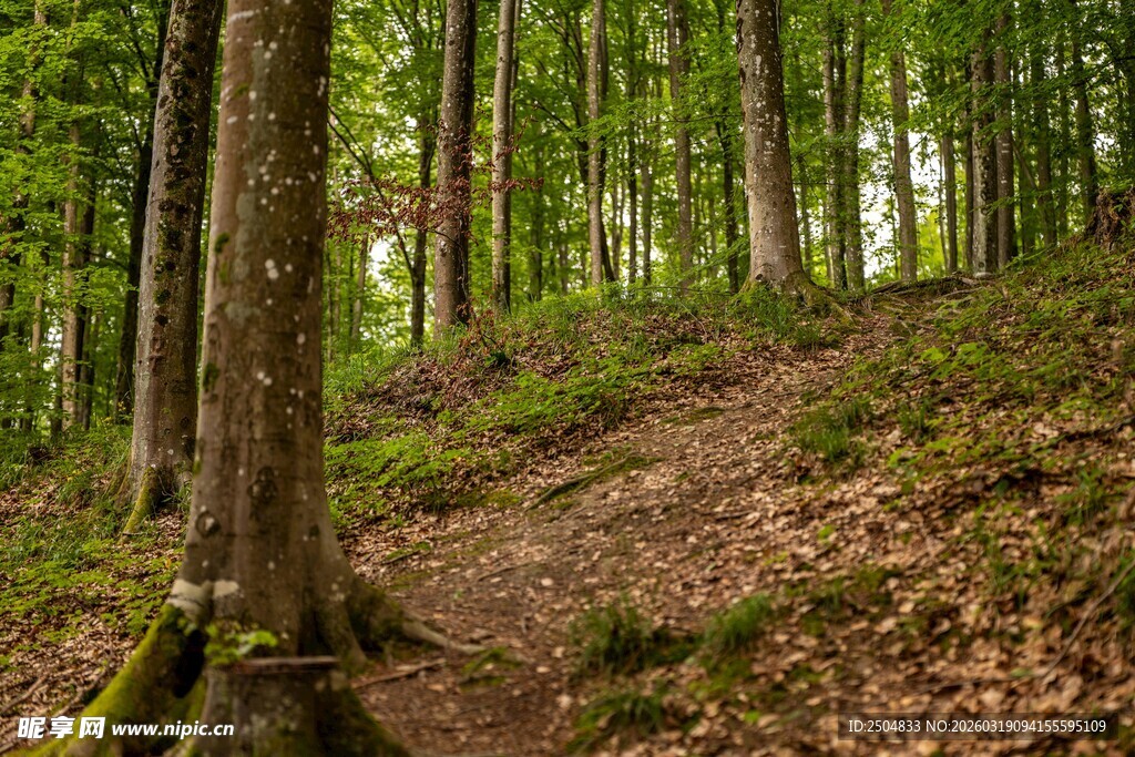 林间小径 漫步自然之境