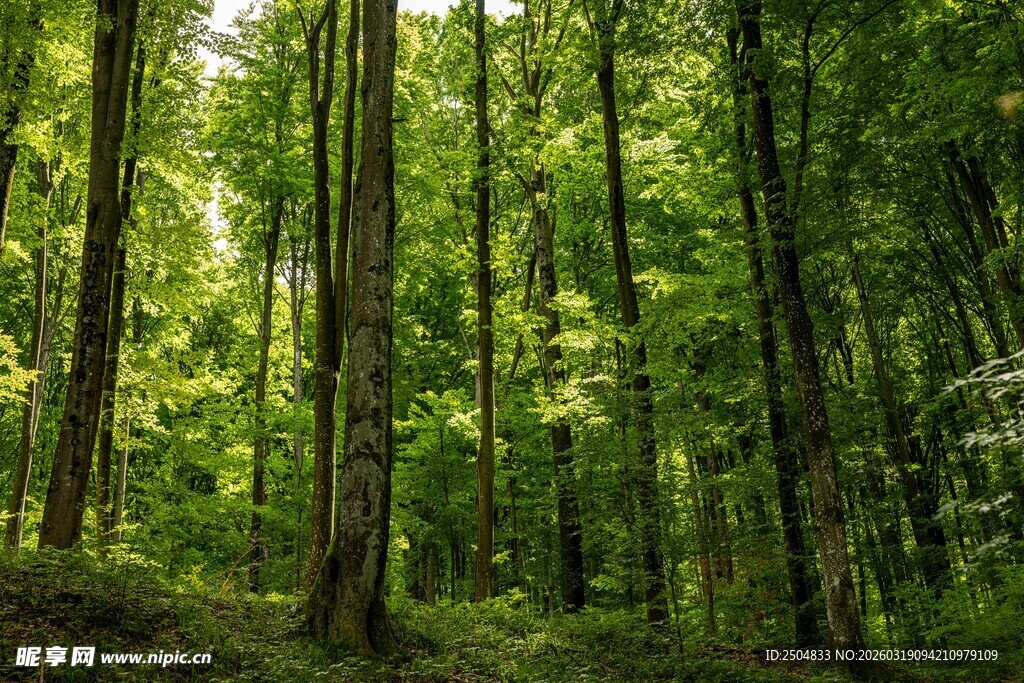 夏日葱郁森林美景