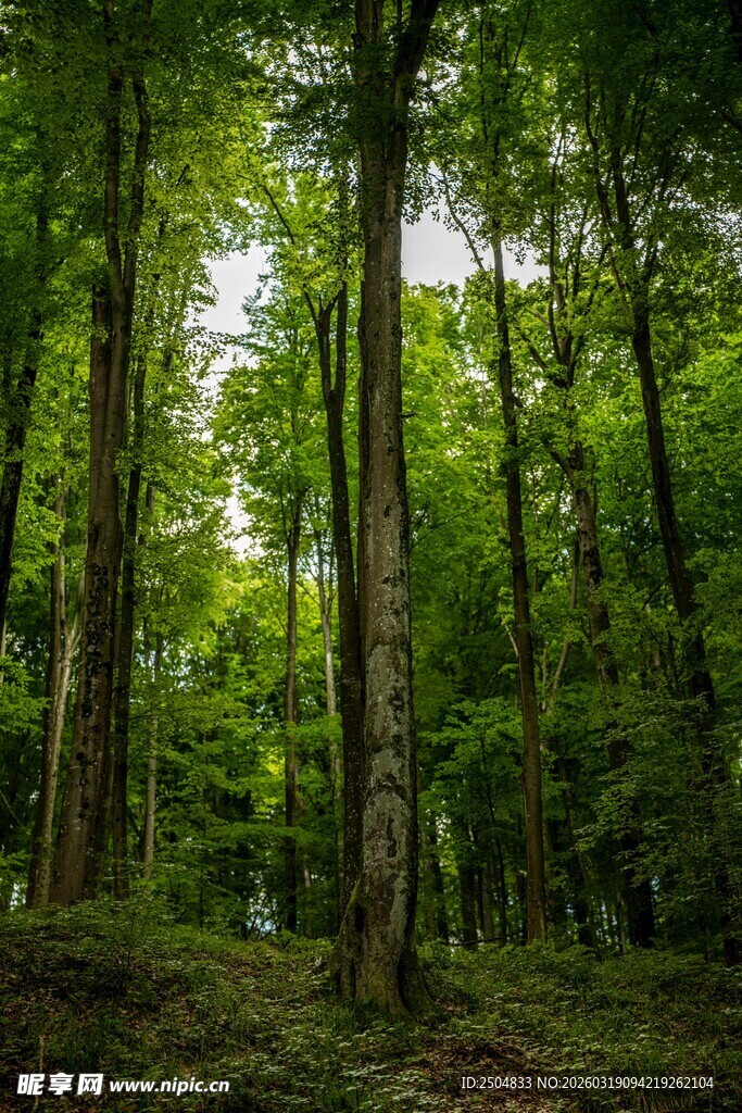 翠绿森林 阳光洒落林间