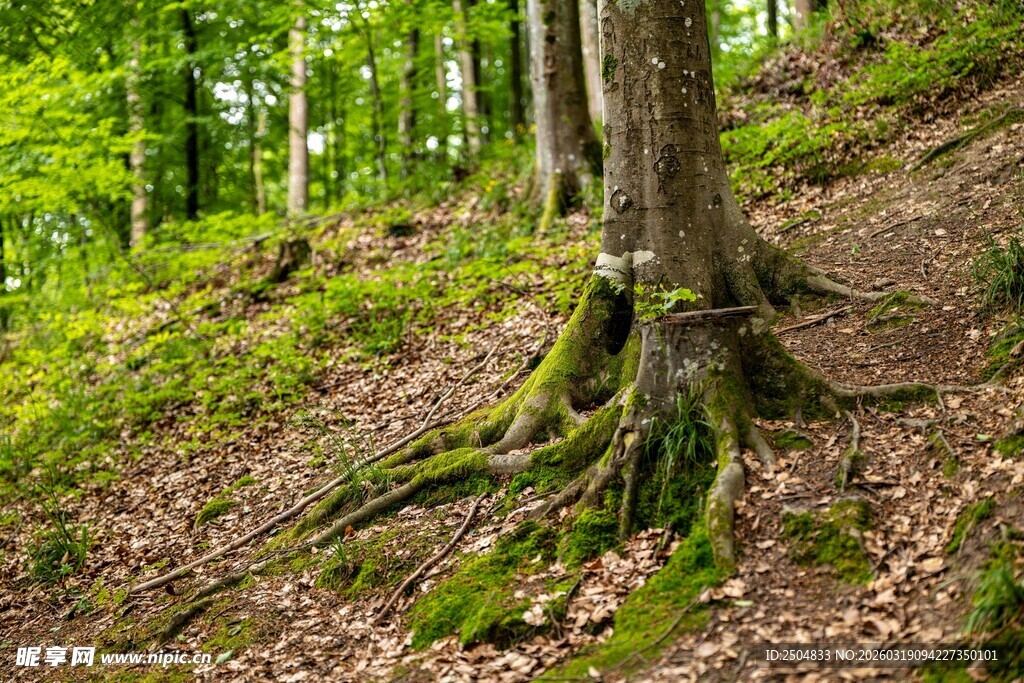 森林中盘根错节的老树