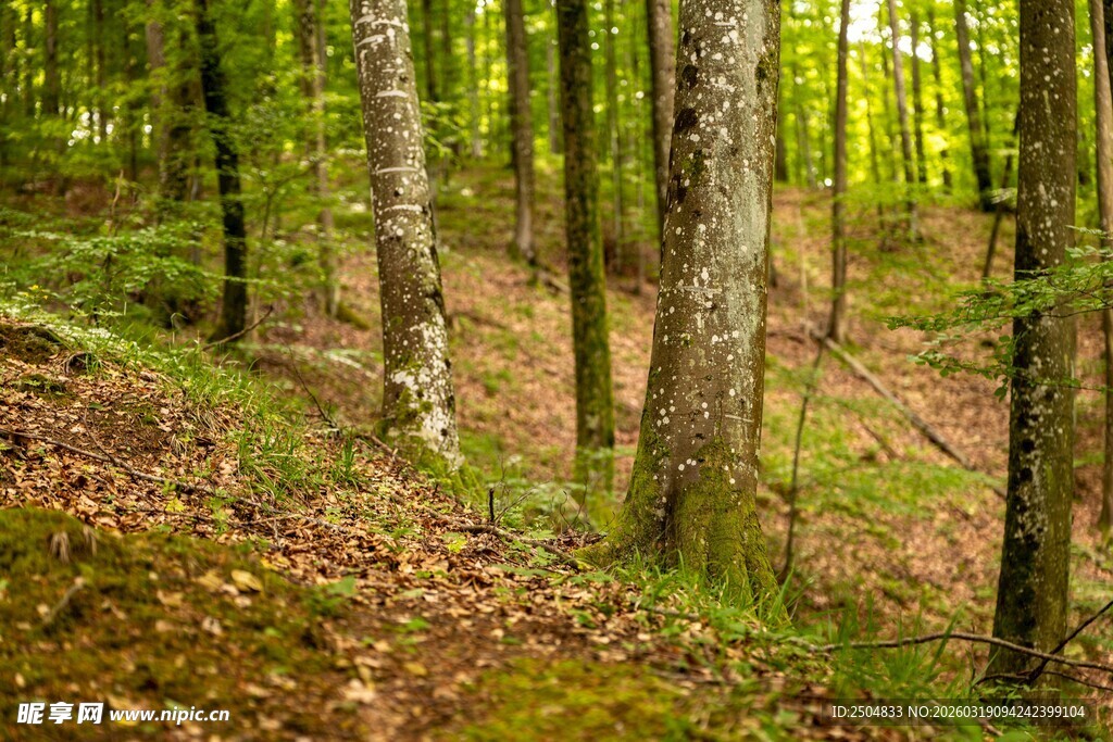 秋日森林中的静谧景象