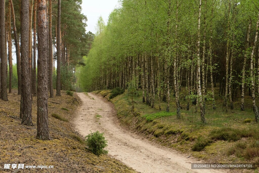 林间蜿蜒土路 静谧风光