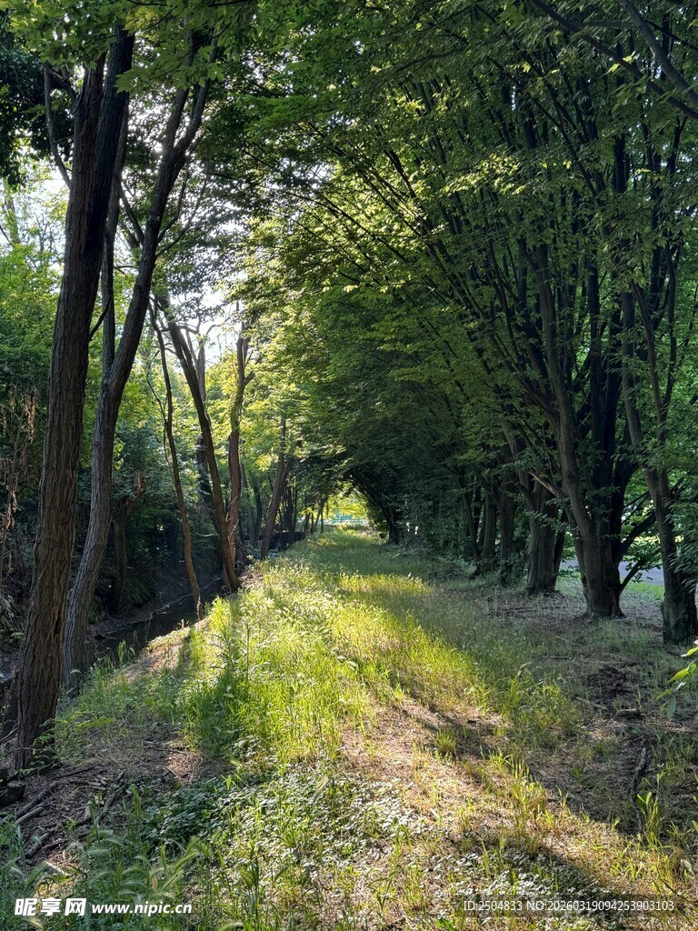 林间阳光小道 绿意盎然