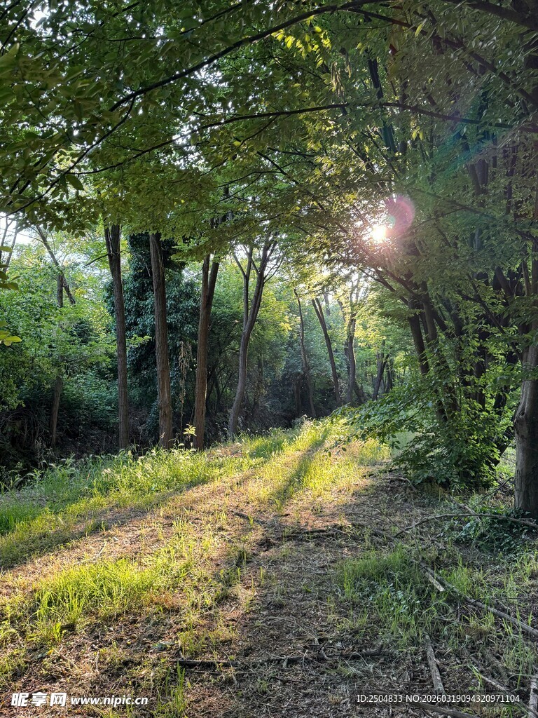 林间阳光小道 静谧美好