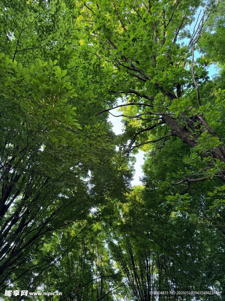 林间绿意 阳光洒落树梢