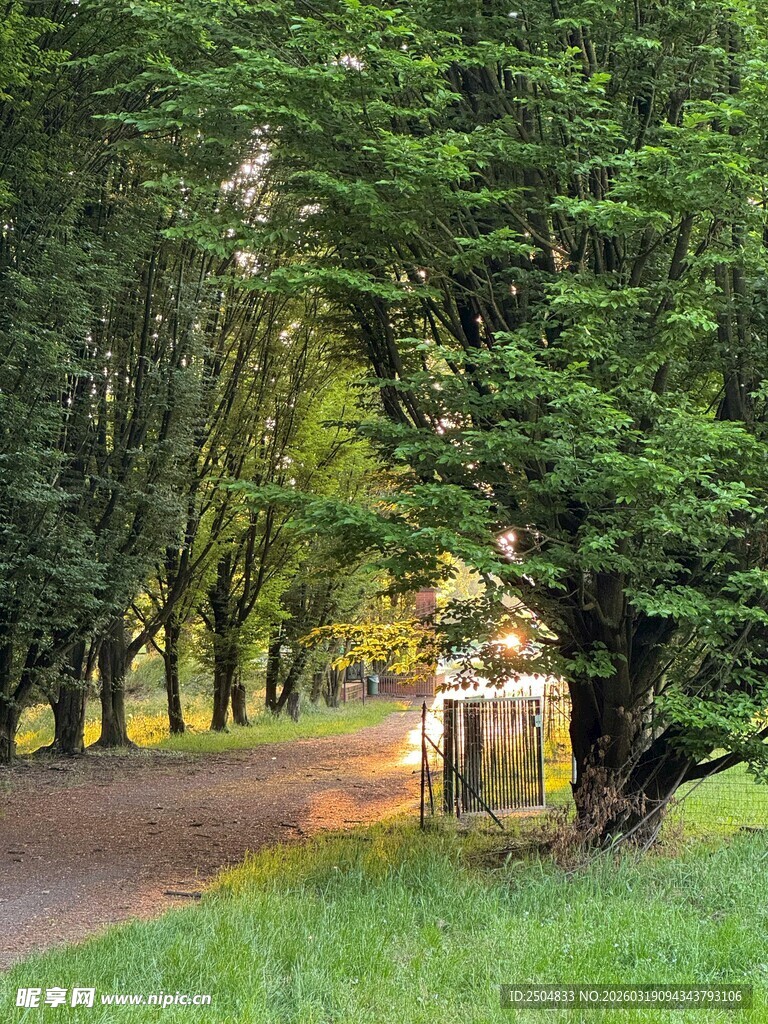 林间小道 静谧自然之景