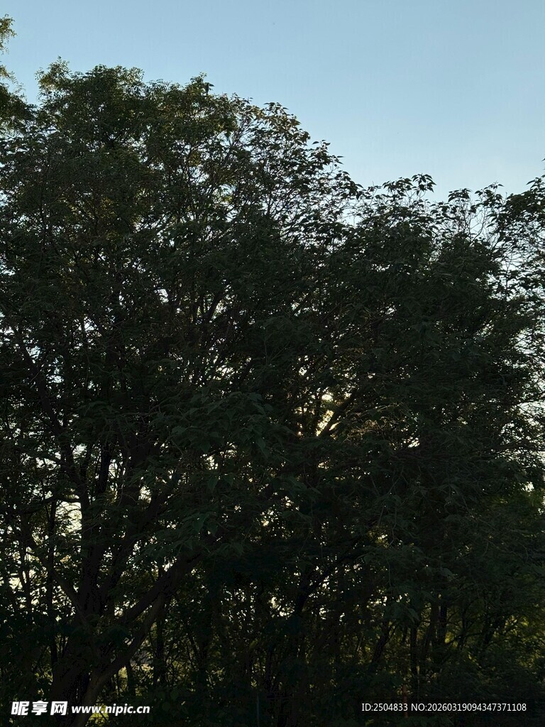 茂密树林 蓝天映衬