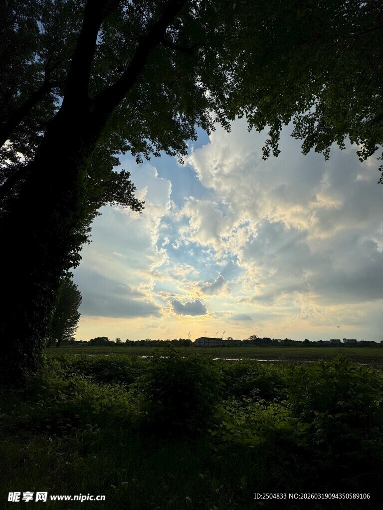 树下黄昏美景