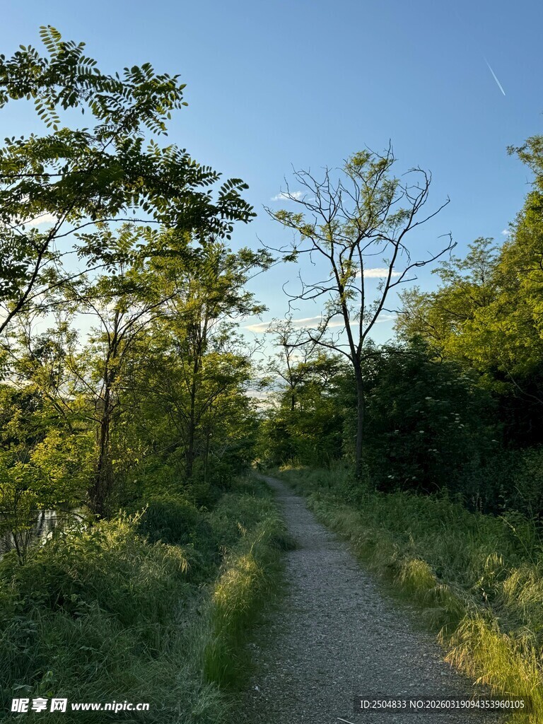 林间小径 沐浴自然之光