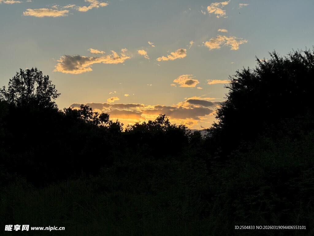 黄昏时分的森林天际线