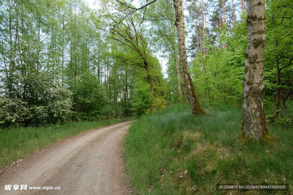 林间蜿蜒的静谧泥土小路