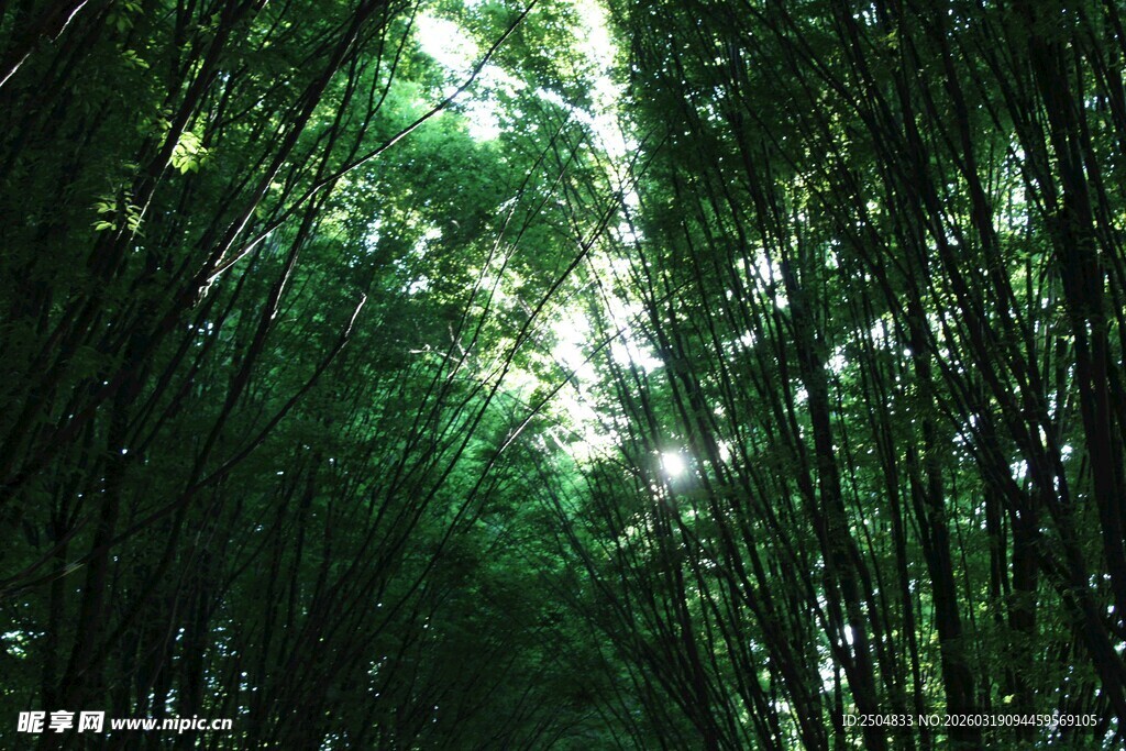 阳光洒落的茂密竹林