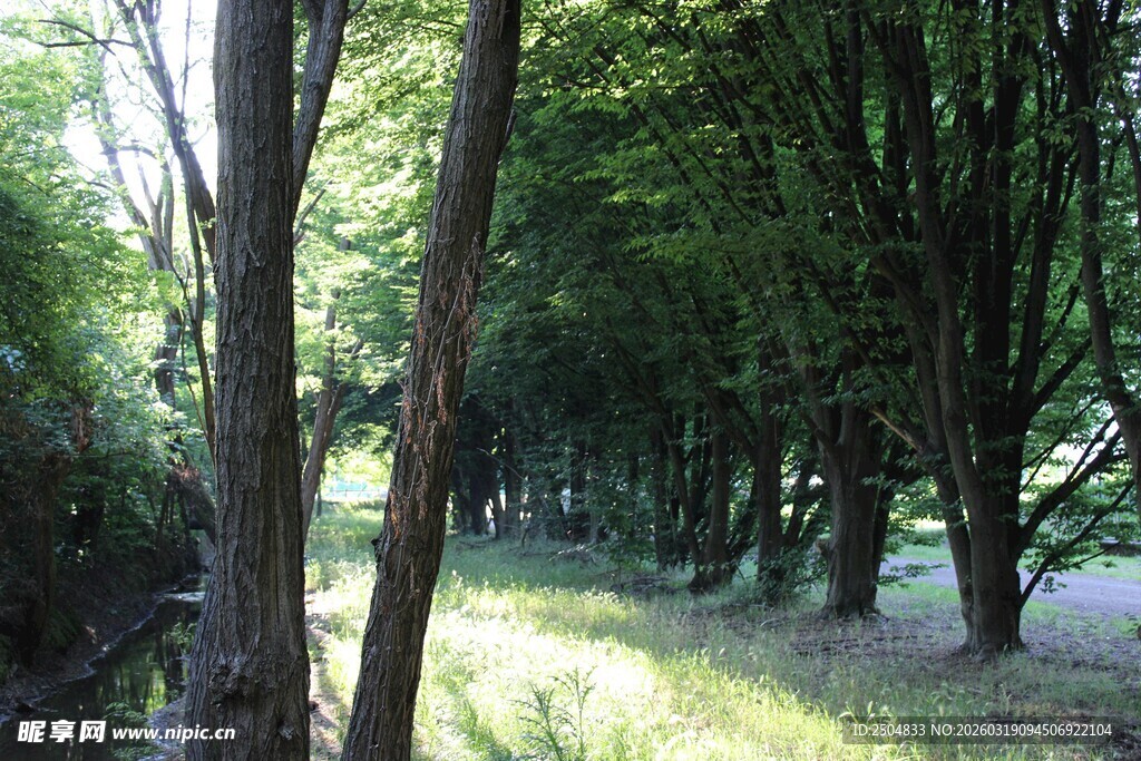 林间光影下的葱郁树木