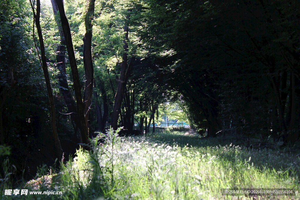 林间光影斑驳的静谧小道