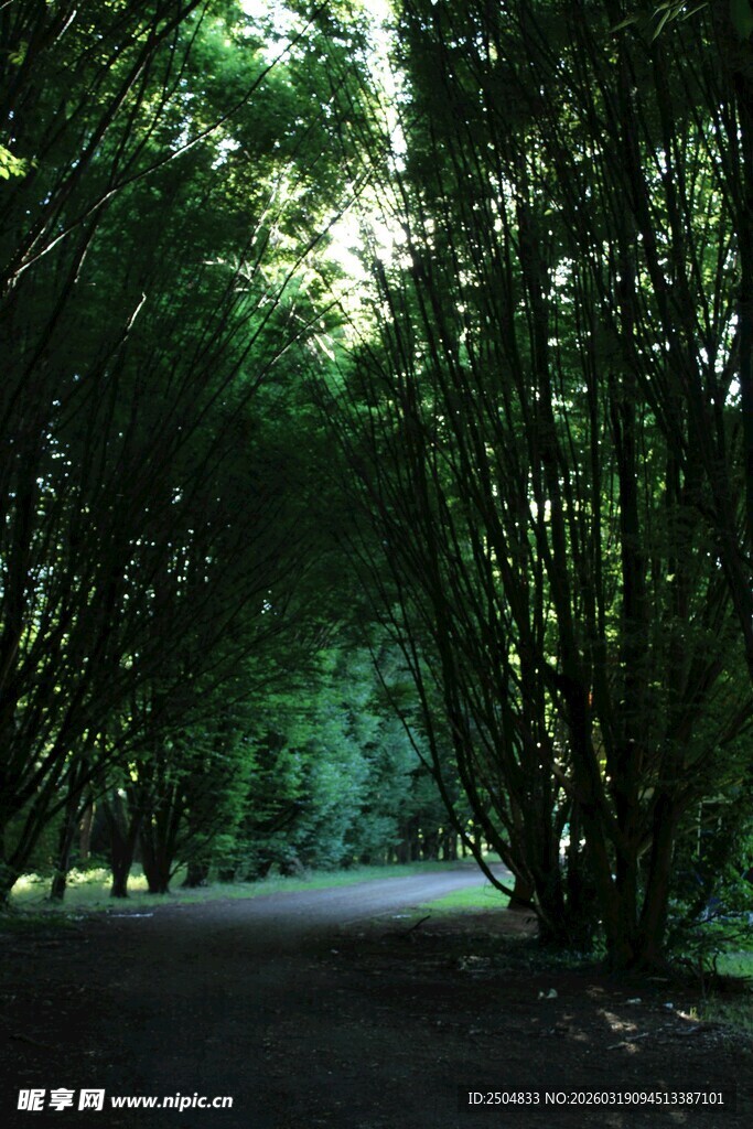 林间幽径 绿意盎然的景致