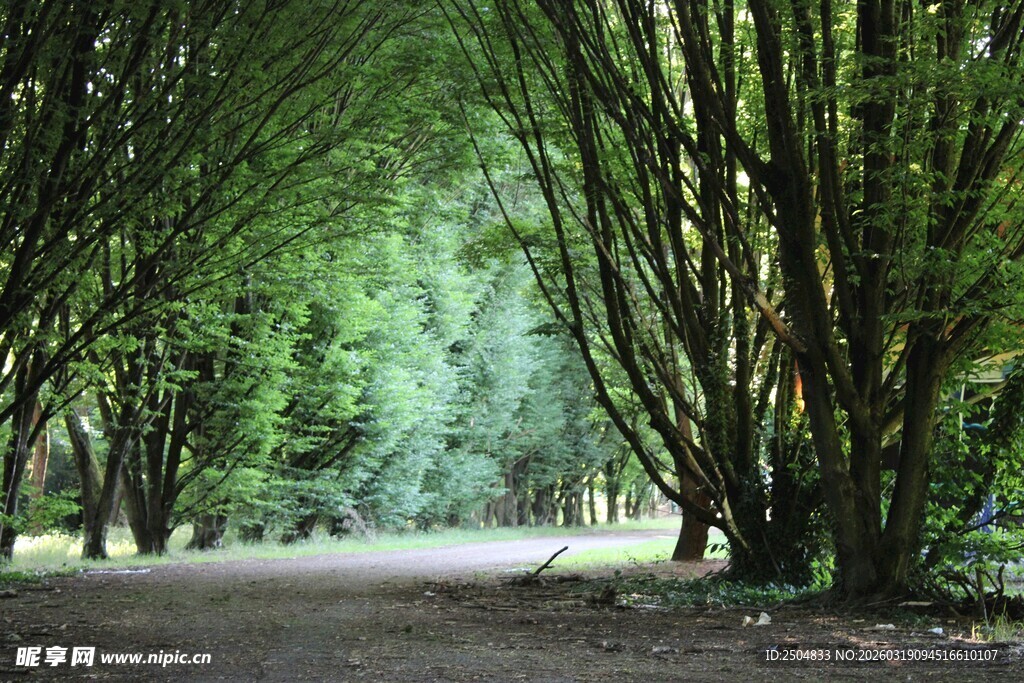 竹林小径 清幽自然之景