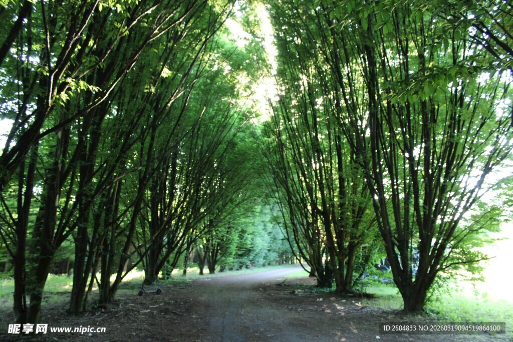 竹林小径 光影中的清幽之境