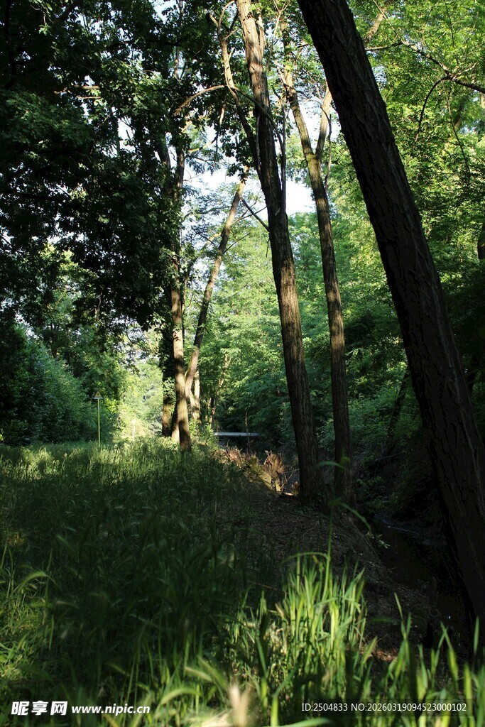 林间光影下的静谧小道