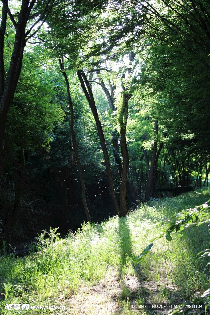 林间小道 阳光洒落绿意浓