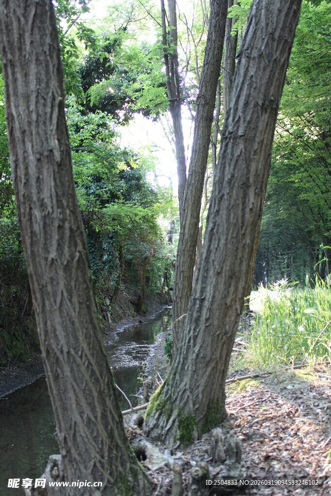 林间溪边树木自然景致