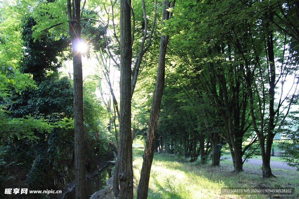林间阳光洒落的静谧景致