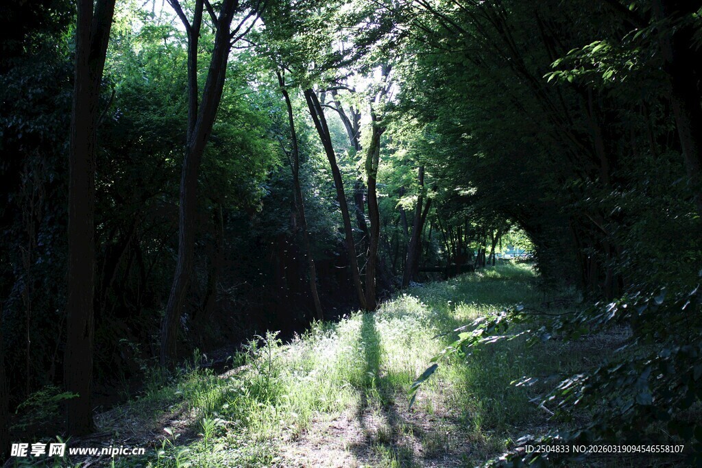 阳光洒落的静谧林间小道