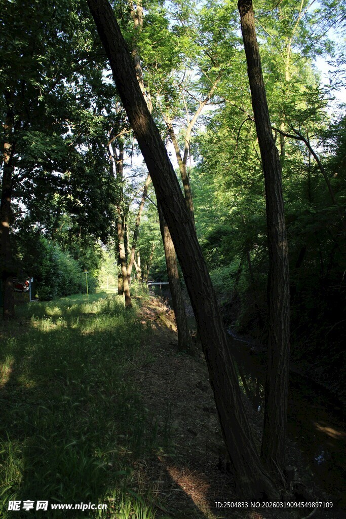 林间光影斑驳的幽静小道