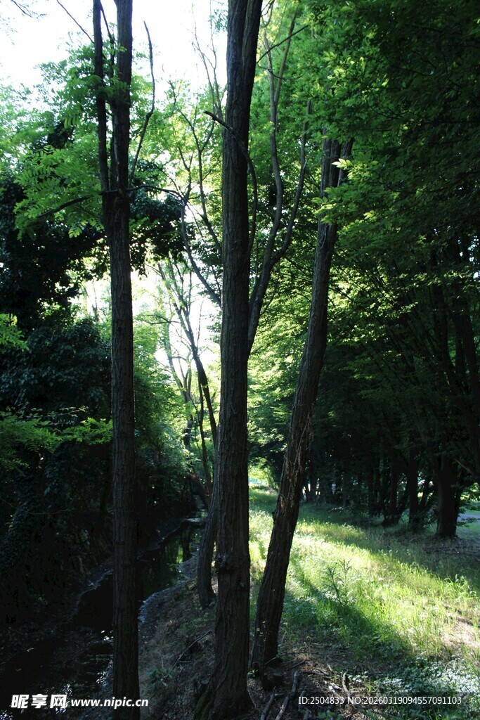 林间阳光洒落的静谧景象