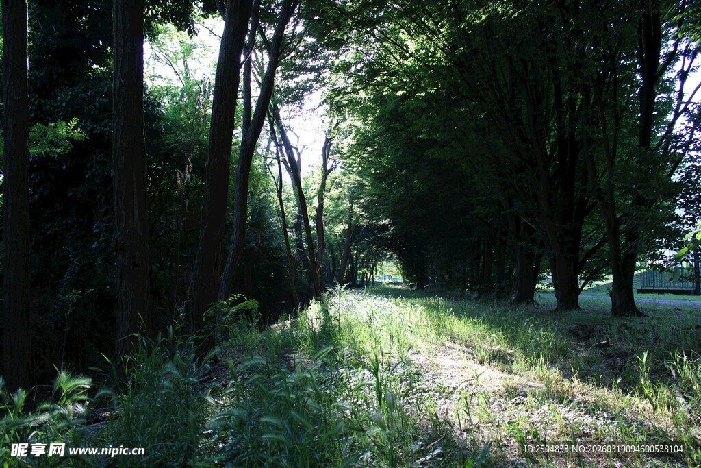 林间小道 阳光洒落美景