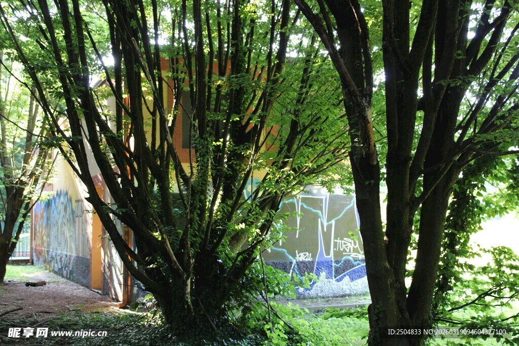 庭院中繁茂的绿植景观