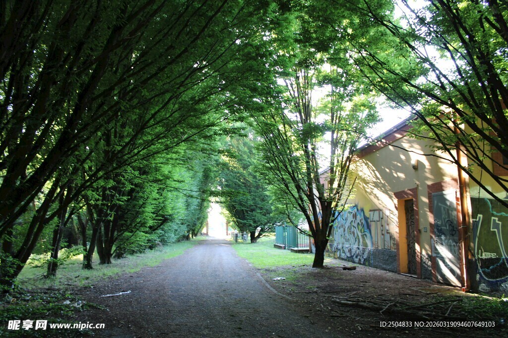 林间幽径 绿意盎然的小道