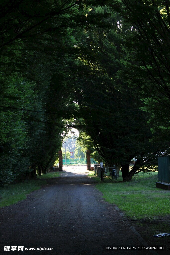 林间幽径 透出微光