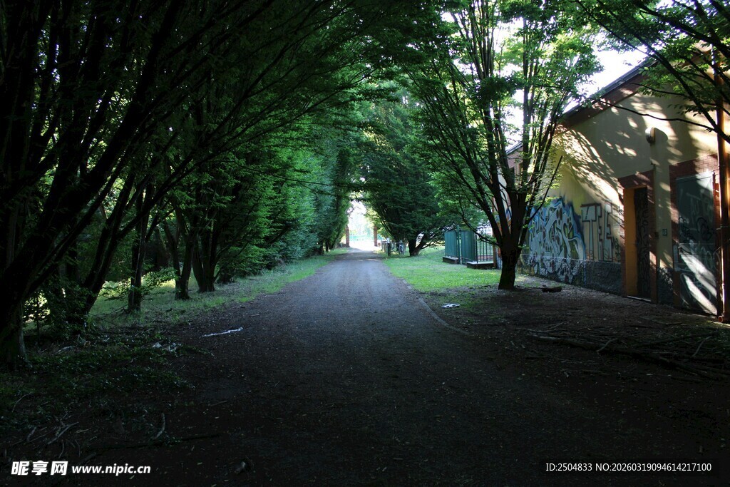 林间幽径 静谧自然之景