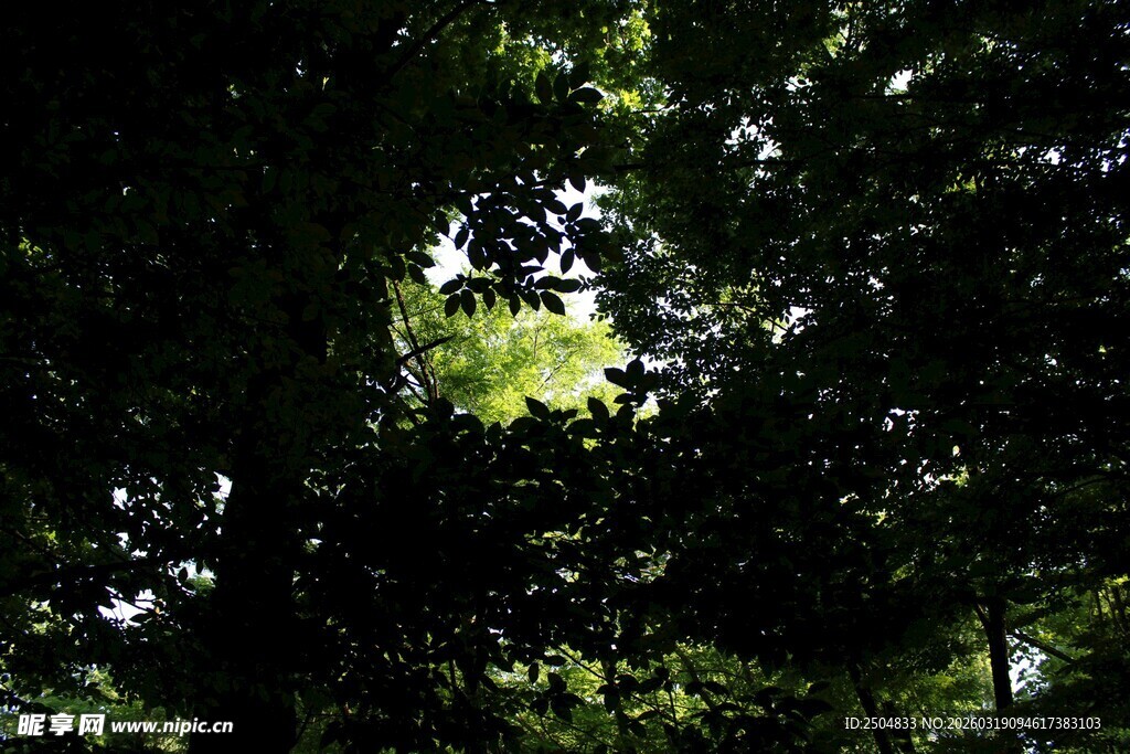 透过枝叶的斑驳阳光