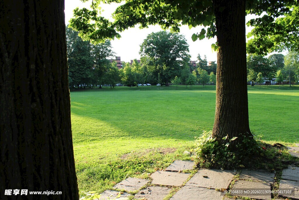 林间草地的静谧美好