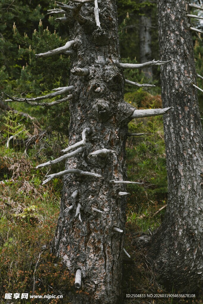 枯树挺立在绿意环绕间