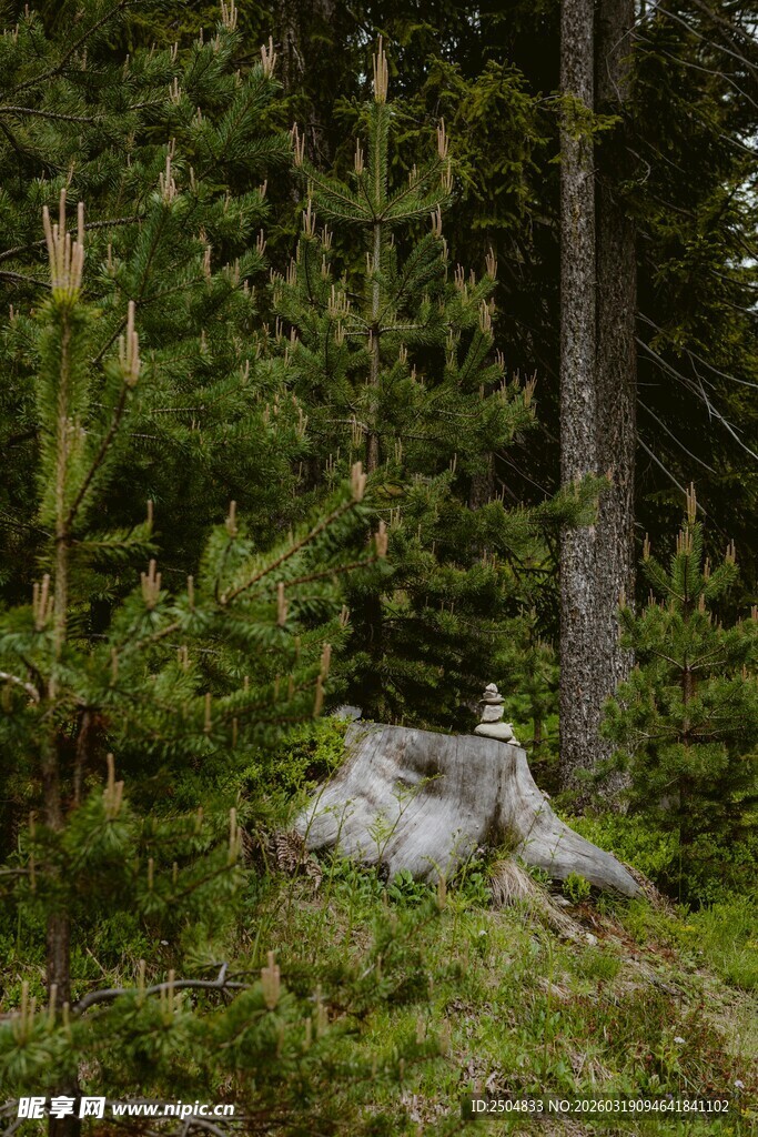 森林中的神秘石堆景观